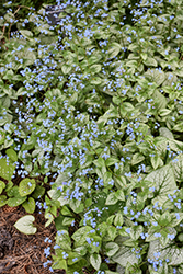 Silver Heart Bugloss (Brunnera macrophylla 'Silver Heart') at Make It Green Garden Centre