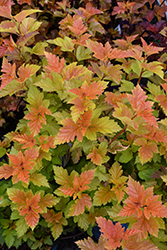 Savannah Sunset Ninebark (Physocarpus opulifolius 'LP1') at Make It Green Garden Centre