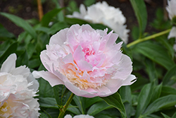 Raspberry Sundae Peony (Paeonia 'Raspberry Sundae') at Make It Green Garden Centre