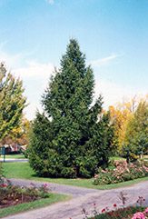 Norway Spruce (Picea abies) at Make It Green Garden Centre