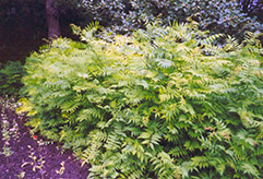 False Spirea (Sorbaria sorbifolia) at Make It Green Garden Centre
