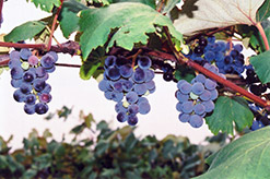 Concord Grape (Vitis 'Concord') at Make It Green Garden Centre