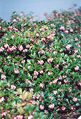 Vancouver Jade Bearberry (Arctostaphylos uva-ursi 'Vancouver Jade') at Make It Green Garden Centre