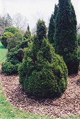 Brabant Arborvitae (Thuja occidentalis 'Brabant') at Make It Green Garden Centre