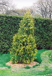 Golden Champion Arborvitae (Thuja occidentalis 'Golden Champion') at Make It Green Garden Centre