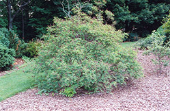 Indigo Bush (Amorpha fruticosa) at Make It Green Garden Centre