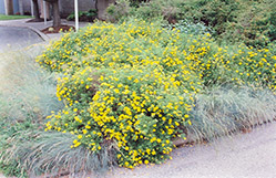 Goldfinger Potentilla (Potentilla fruticosa 'Goldfinger') at Make It Green Garden Centre
