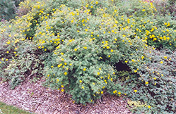 Yellow Gem Potentilla (Potentilla fruticosa 'Yellow Gem') at Make It Green Garden Centre