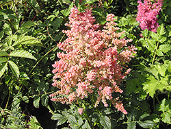 Country and Western Astilbe (Astilbe 'Country And Western') at Make It Green Garden Centre