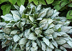 Moonshine Lungwort (Pulmonaria 'Moonshine') at Make It Green Garden Centre
