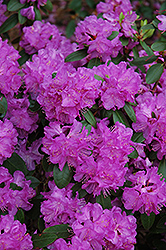 Compact P.J.M. Rhododendron (Rhododendron 'P.J.M. Compact') at Make It Green Garden Centre