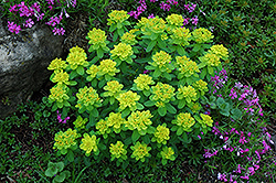 Cushion Spurge (Euphorbia polychroma) at Make It Green Garden Centre