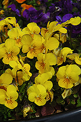 Penny Yellow Pansy (Viola cornuta 'Penny Yellow') at Make It Green Garden Centre
