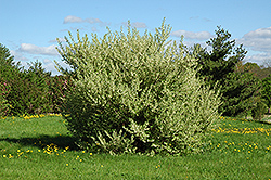 Silverberry (Elaeagnus commutata) at Make It Green Garden Centre