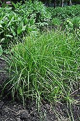 Palm Sedge (Carex muskingumensis) at Make It Green Garden Centre