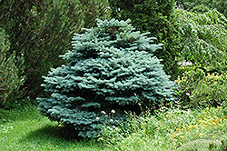 Globe Blue Spruce (Picea pungens 'Globosa') at Make It Green Garden Centre