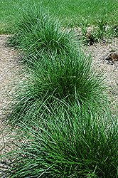 Tufted Hair Grass (Deschampsia cespitosa) at Make It Green Garden Centre