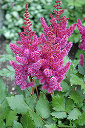 Visions Astilbe (Astilbe chinensis 'Visions') at Make It Green Garden Centre