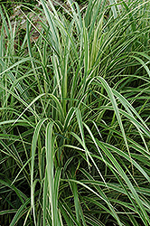 Variegated Silver Grass (Miscanthus sinensis 'Variegatus') at Make It Green Garden Centre