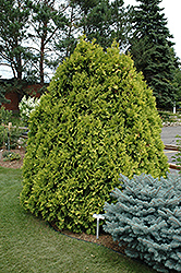 Sunkist Arborvitae (Thuja occidentalis 'Sunkist') at Make It Green Garden Centre