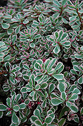 Tricolor Stonecrop (Sedum spurium 'Tricolor') at Make It Green Garden Centre
