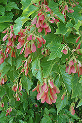 Amur Maple (multi-stem) (Acer ginnala '(multi-stem)') at Make It Green Garden Centre