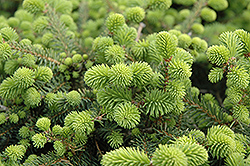 Creeping Norway Spruce (Picea abies 'Repens') at Make It Green Garden Centre