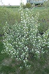 Pembina Saskatoon (Amelanchier alnifolia 'Pembina') at Make It Green Garden Centre