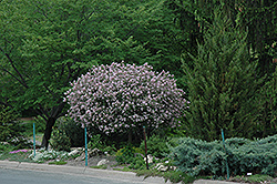 Dwarf Korean Lilac (tree form) (Syringa meyeri 'Palibin (tree form)') at Make It Green Garden Centre