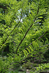 Baldcypress (Taxodium distichum) at Make It Green Garden Centre