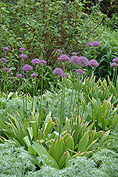 Purple Sensation Ornamental Onion (Allium 'Purple Sensation') at Make It Green Garden Centre
