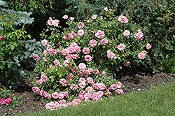 Morden Centennial Rose (Rosa 'Morden Centennial') at Make It Green Garden Centre