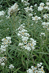 Pearly Everlasting (Anaphalis margaritacea) at Make It Green Garden Centre