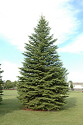 Colorado Spruce (Picea pungens) at Make It Green Garden Centre