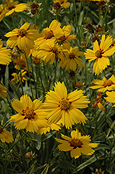 Tequila Sunrise Tickseed (Coreopsis 'Tequila Sunrise') at Make It Green Garden Centre