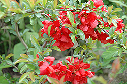 Texas Scarlet Flowering Quince (Chaenomeles speciosa 'Texas Scarlet') at Make It Green Garden Centre