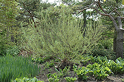 Rosemary Willow (Salix elaeagnos) at Make It Green Garden Centre