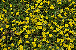 Spring Cinquefoil (Potentilla neumanniana) at Make It Green Garden Centre