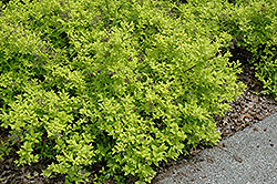 White Gold Spiraea (Spiraea japonica 'White Gold') at Make It Green Garden Centre