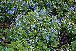 Siberian Bugloss (Brunnera macrophylla) at Make It Green Garden Centre