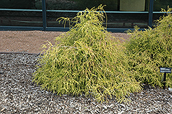 Sungold Falsecypress (Chamaecyparis pisifera 'Sungold') at Make It Green Garden Centre