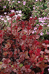 Red Carpet Stonecrop (Sedum spurium 'Red Carpet') at Make It Green Garden Centre