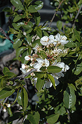 Romeo Cherry (Prunus 'Romeo') at Make It Green Garden Centre