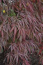 Tamukeyama Japanese Maple (Acer palmatum 'Tamukeyama') at Make It Green Garden Centre