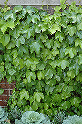 Veitch Boston Ivy (Parthenocissus tricuspidata 'Veitchii') at Make It Green Garden Centre