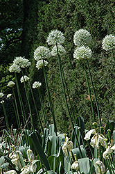 Mount Everest Ornamental Onion (Allium 'Mount Everest') at Make It Green Garden Centre