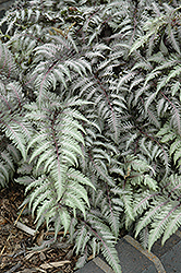 Pewter Lace Painted Fern (Athyrium nipponicum 'Pewter Lace') at Make It Green Garden Centre