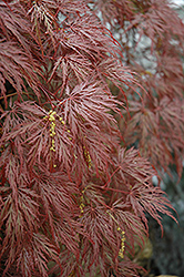 Inaba Shidare Cutleaf Japanese Maple (Acer palmatum 'Inaba Shidare') at Make It Green Garden Centre