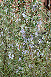 Arp Rosemary (Rosmarinus officinalis 'Arp') at Make It Green Garden Centre