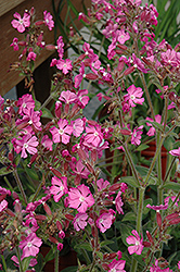 Rolly's Favorite Campion (Silene 'Rolly's Favorite') at Make It Green Garden Centre